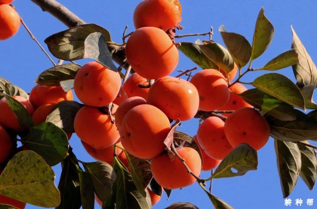 上西早生柿子品种好不好？