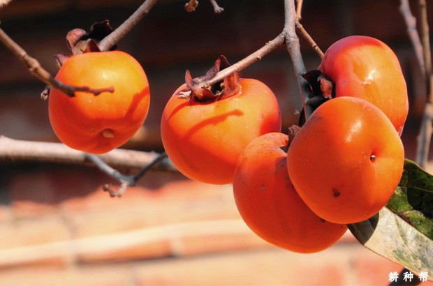 上西早生柿子品种好不好？