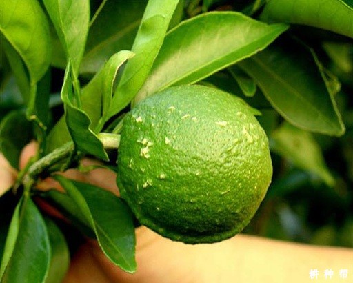 脐橙怎样疏果? 脐橙怎样疏果?