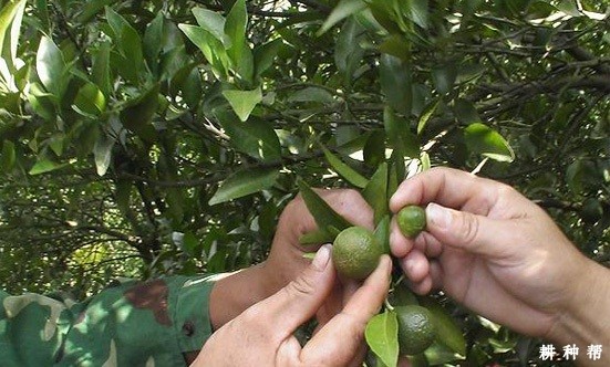 脐橙怎样疏果? 脐橙怎样疏果?