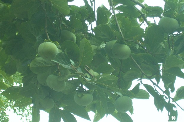 上西早生柿子品种好不好？