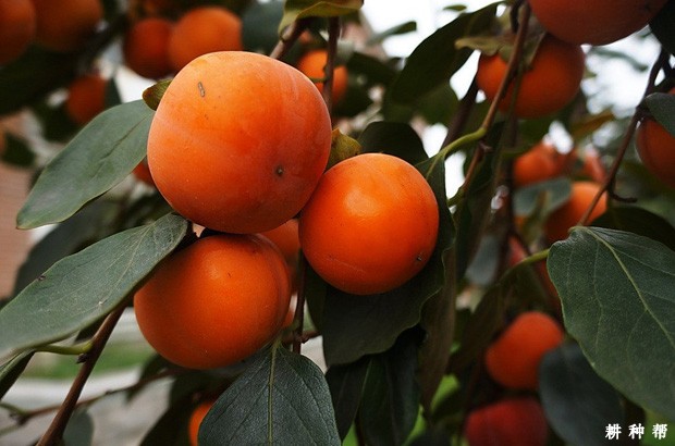 西村早生柿子品种好不好？