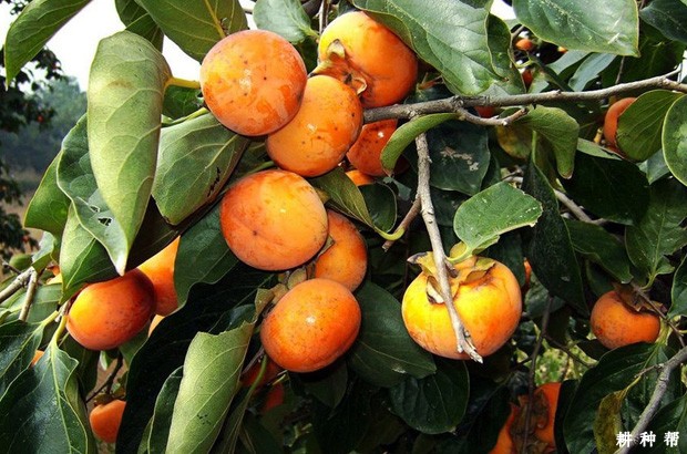 西村早生柿子品种好不好？