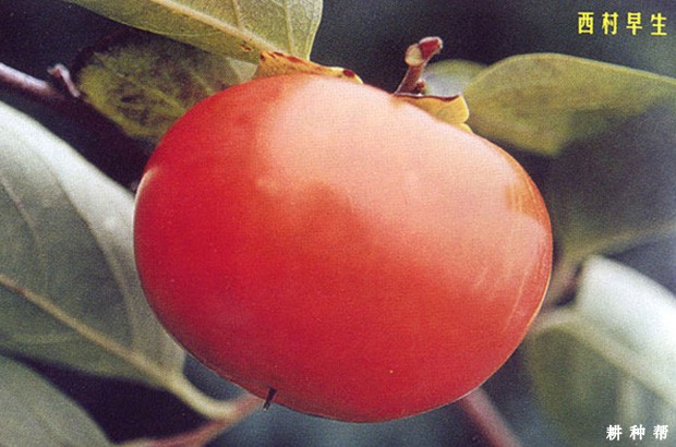西村早生柿子品种好不好？
