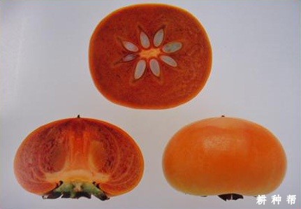 西村早生柿子品种好不好？