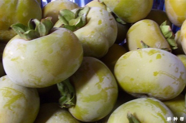 柿子催熟方法有几种? 柿子催熟方法有几种?