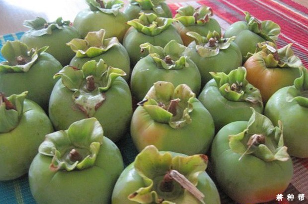 柿子催熟方法有几种? 柿子催熟方法有几种?