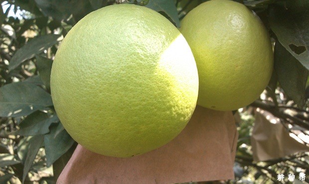 脐橙果实套袋有什么好处? 脐橙果实套袋有什么好处?