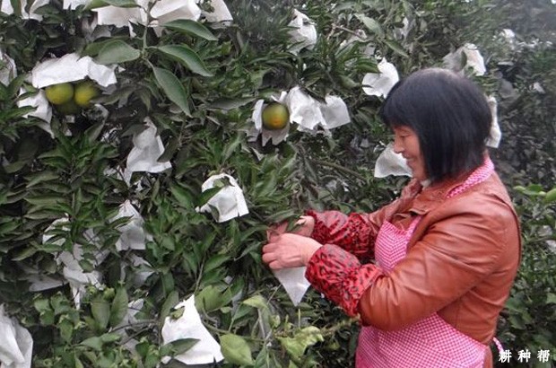 脐橙果实套袋有什么好处? 脐橙果实套袋有什么好处?