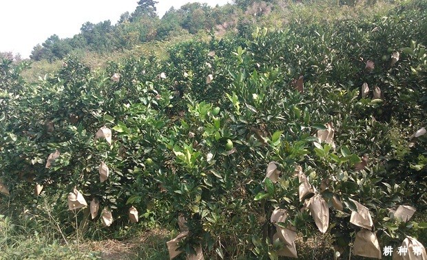脐橙果实套袋有什么好处? 脐橙果实套袋有什么好处?