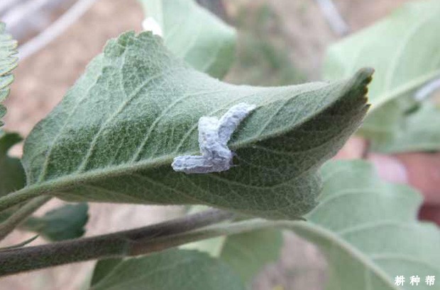 柿长绵粉蚧怎样防治？附图片