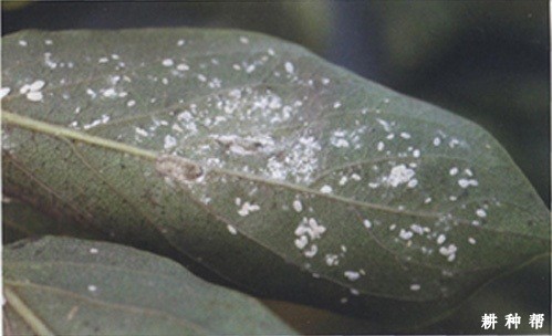 柿长绵粉蚧怎样防治？附图片