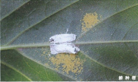 柿长绵粉蚧怎样防治？附图片