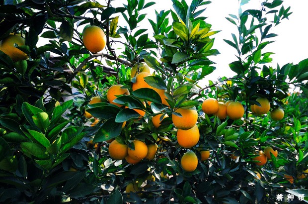怎样提高脐橙果实品质？