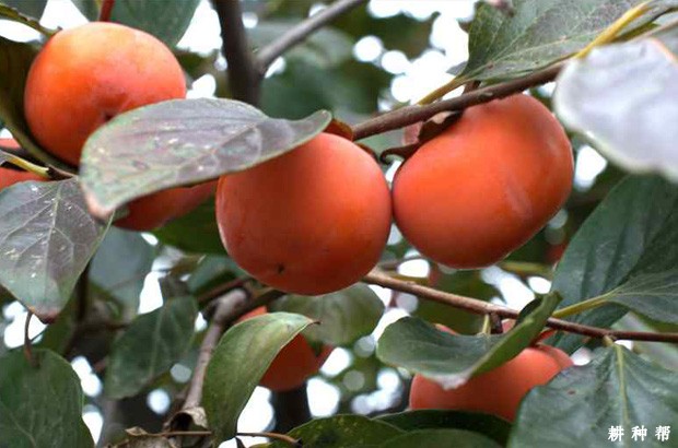 柿子有哪些功效与作用？