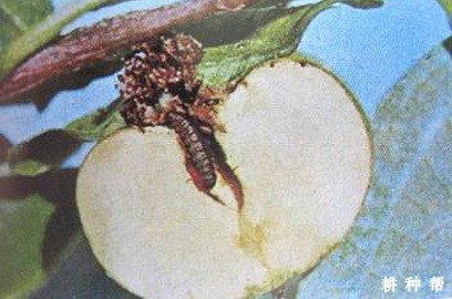 柿蒂虫怎样防治?附图片 柿蒂虫怎样防治?附图片