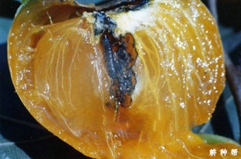 柿蒂虫怎样防治?附图片 柿蒂虫怎样防治?附图片