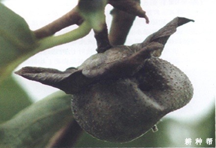 柿蒂虫怎样防治?附图片 柿蒂虫怎样防治?附图片