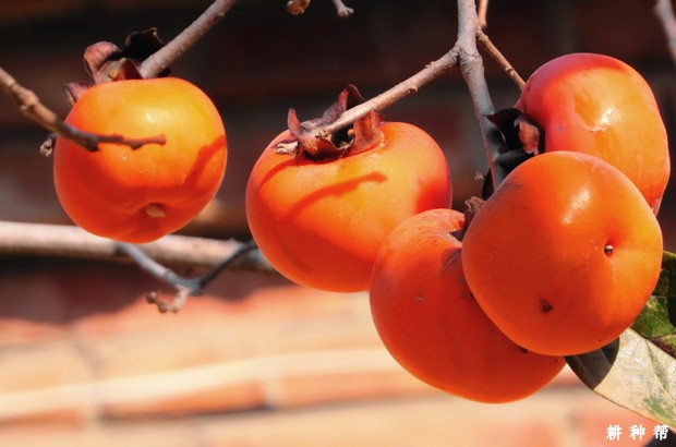 柿子有哪些功效与作用？