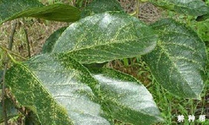 柿疯病怎样防治?附图片 柿疯病怎样防治?附图片