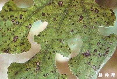 柿疯病怎样防治?附图片 柿疯病怎样防治?附图片