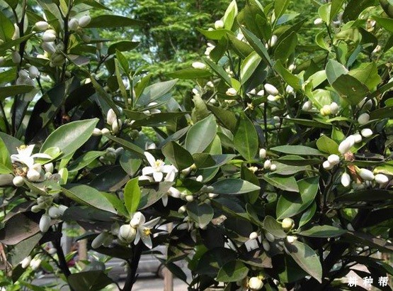 脐橙用赤霉素保果要注意什么? 脐橙用赤霉素保果要注意什么?