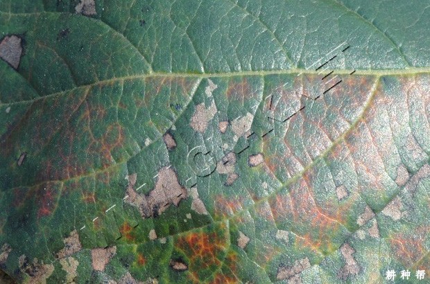 柿树角斑病怎样防治?附图片 柿树角斑病怎样防治?附图片