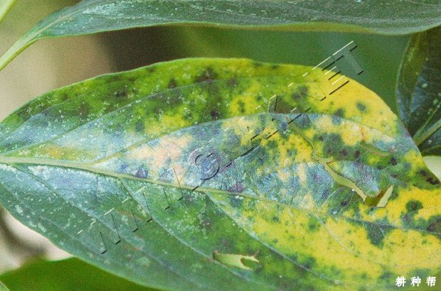 柿树角斑病怎样防治?附图片 柿树角斑病怎样防治?附图片