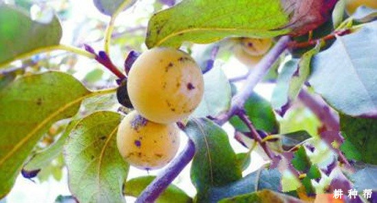 柿树角斑病怎样防治?附图片 柿树角斑病怎样防治?附图片