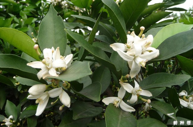 脐橙能用什么药保花保果? 脐橙能用什么药保花保果?