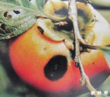 柿树圆斑病怎样防治?附图片 柿树圆斑病怎样防治?附图片
