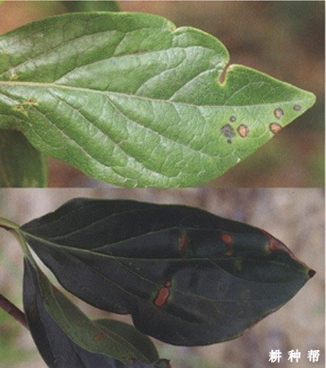 柿树圆斑病怎样防治?附图片 柿树圆斑病怎样防治?附图片