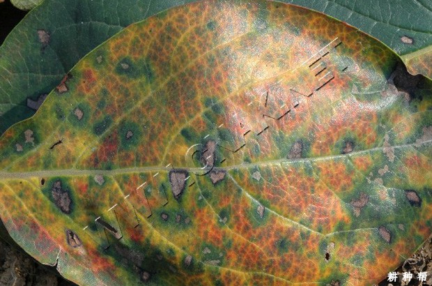 柿树圆斑病怎样防治?附图片 柿树圆斑病怎样防治?附图片