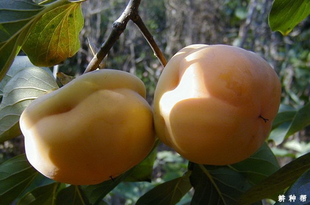 吃柿子的好处是什么? 吃柿子的好处是什么?