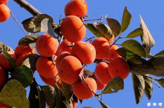 吃柿子的好处是什么? 吃柿子的好处是什么?