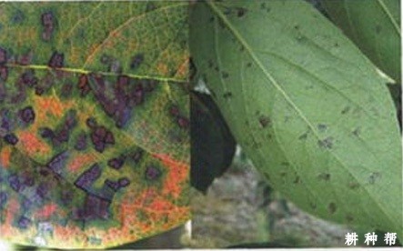 柿子炭疽病怎么样防治？附图片