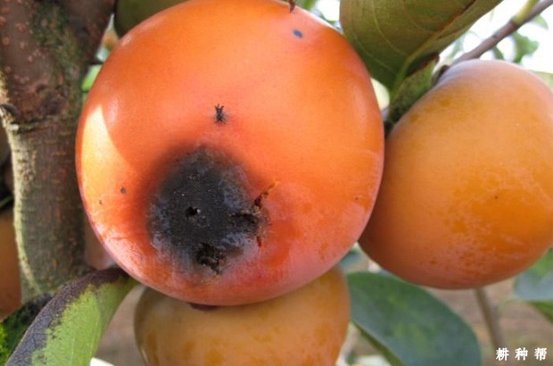 柿子炭疽病怎么样防治？附图片