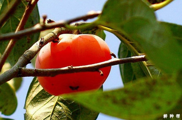 柿子含有哪些营养成分？