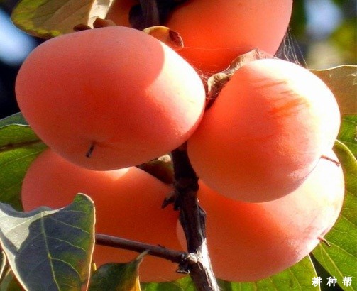 柿子含有哪些营养成分？