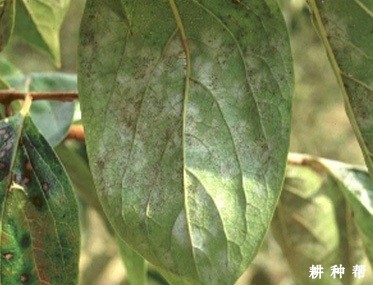 柿子树怎么样防治白粉病?附图片 柿子树怎么样防治白粉病?附图片