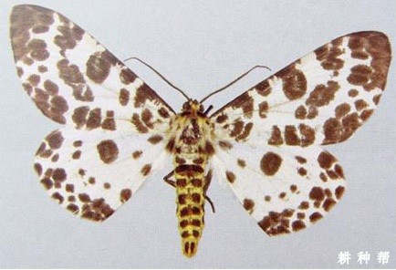 柿星尺蠖怎么样防治？附图片