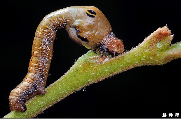 柿星尺蠖怎么样防治？附图片