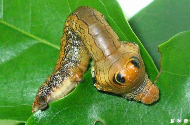 柿星尺蠖怎么样防治？附图片