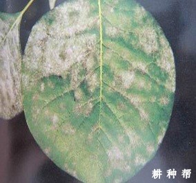 柿子树怎么样防治白粉病?附图片 柿子树怎么样防治白粉病?附图片