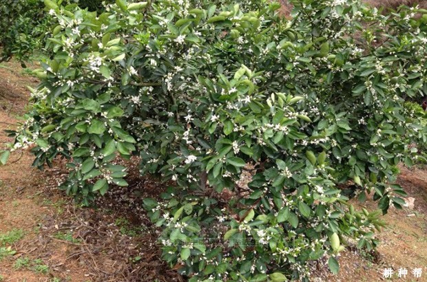 脐橙什么时候落花落果？