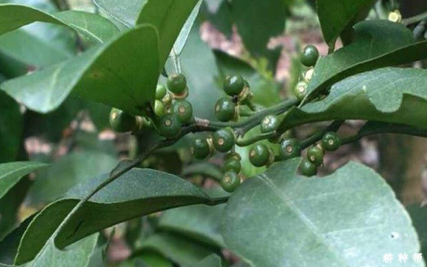 脐橙什么时候落花落果？