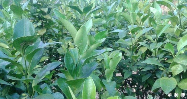 脐橙怎么用多效唑促进花芽分化？