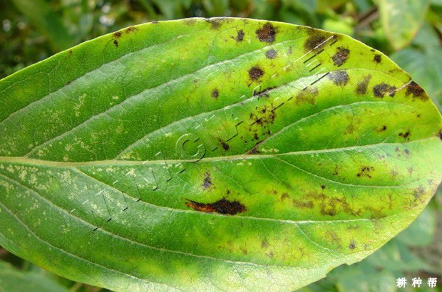 柿黑星病怎么样防治？附图片