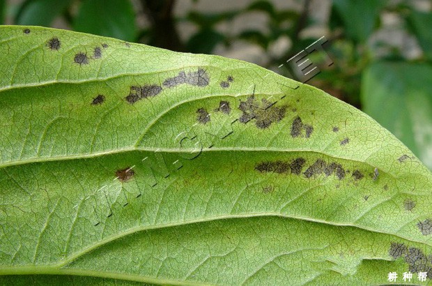 柿黑星病怎么样防治？附图片