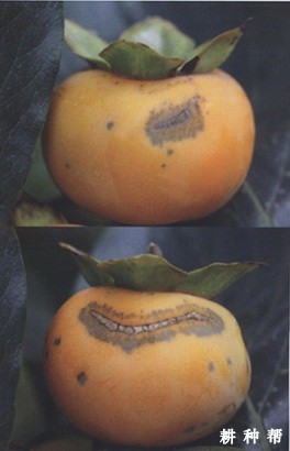 柿黑星病怎么样防治？附图片